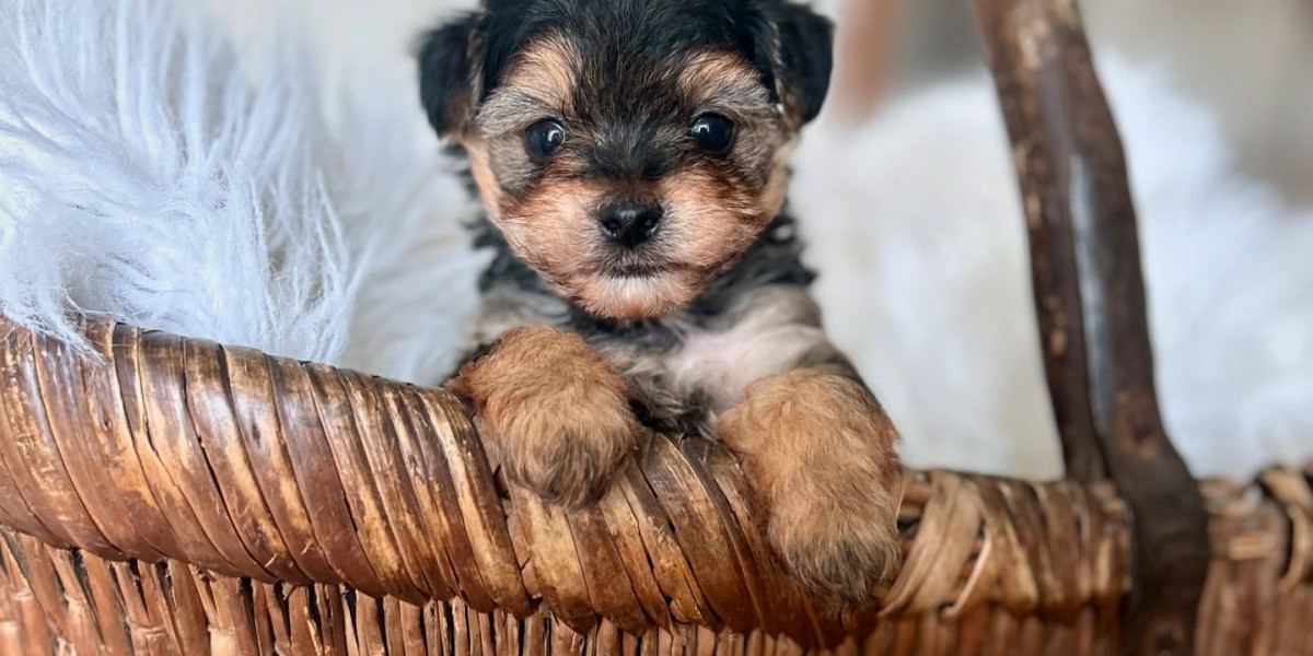 Yorkie Züchter Deutschland: Ein Leitfaden zum Finden und Wählen zuverlässiger Züchter